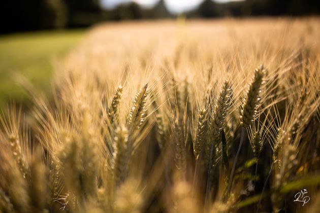 Portrait de femme, photographe femme enceinte